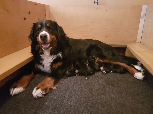 Kelly’s Bernese Mountain Dogs, Brandon, Manitoba